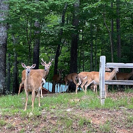 Eagle Mountain River Retreat Ellijay Buitenkant foto